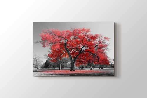 Picture of Red Tree