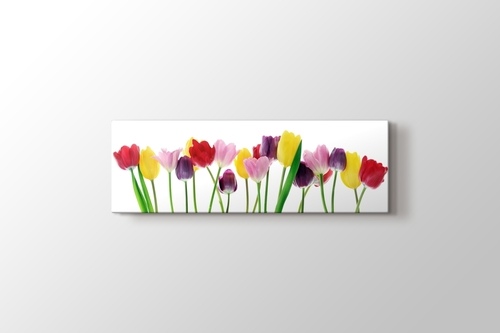 Picture of Spring Tulips