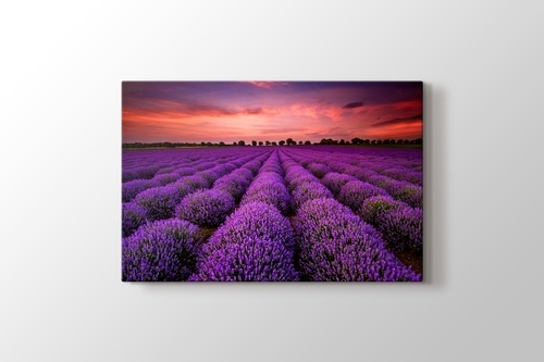 Picture of Lavender Field Sunset