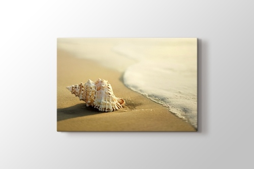 Picture of Seashell on the Beach