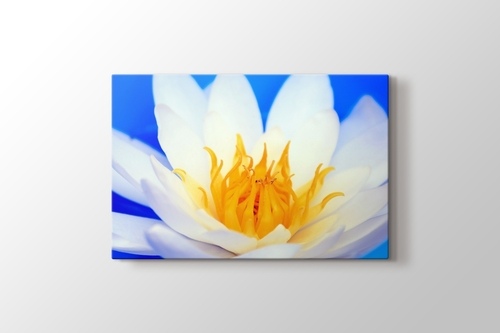 Picture of Lotus Flower