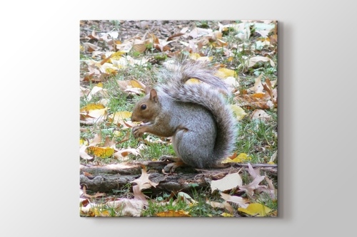 Picture of Squirrel at Central Park New York