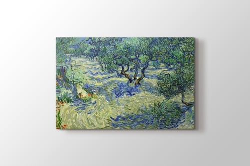 Picture of Olive Orchard