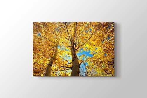 Picture of Autumn Trees