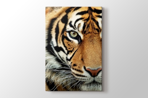 Picture of Bengal Tiger