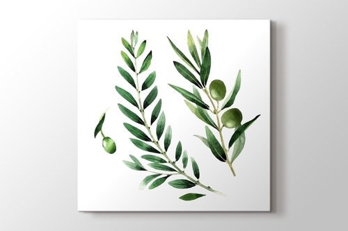 Picture of Olives
