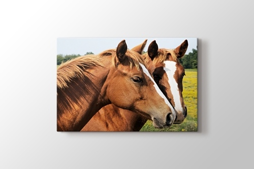 Picture of Horses