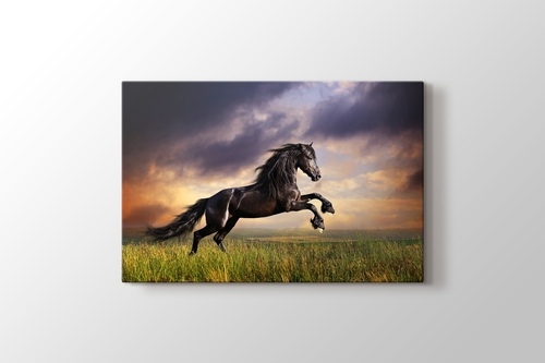 Picture of Black Friesian Horse