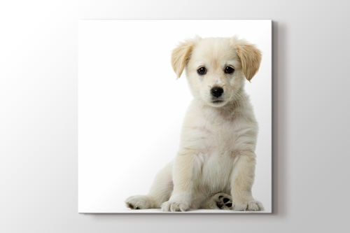 Picture of Puppy Dog - Golden Retriever