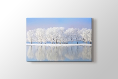 Picture of White Trees