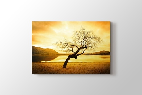 Picture of Willow Tree