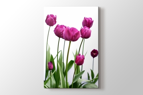 Picture of Pink Tulip