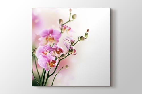Picture of Orchid