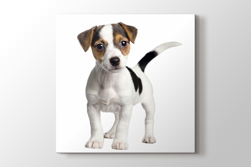 Picture of Jack Russell