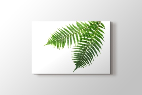 Picture of Spring Fern