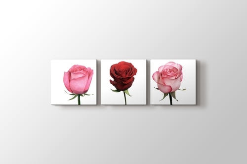 Picture of 3 Roses