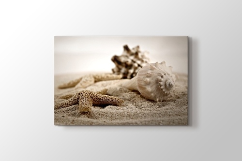 Picture of Shells on Sand