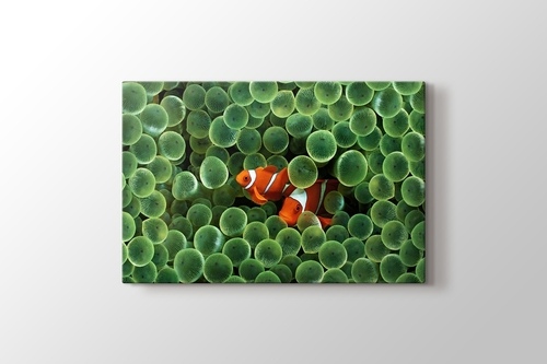 Picture of Clown Fishes