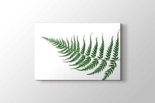 Picture of Fern Leaf