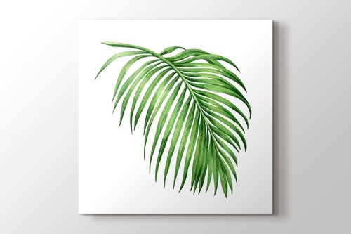 Picture of Palm