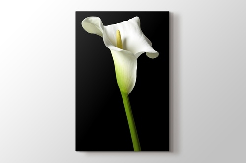 Picture of Cella Lilly on Black