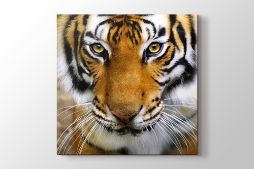Picture of Tiger Face