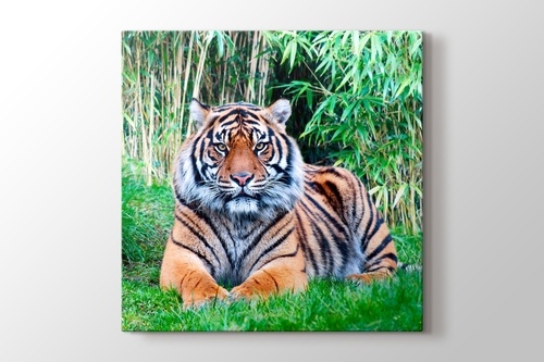 Picture of The Sumatran Tiger
