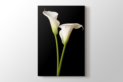 Picture of White Lillies