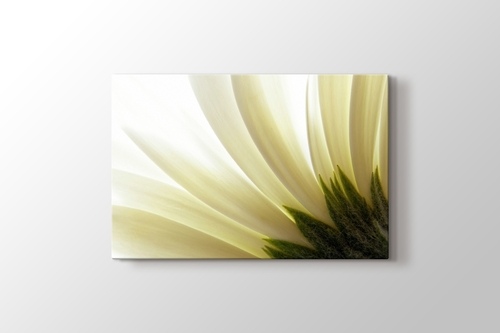Picture of White Daisy Close Up
