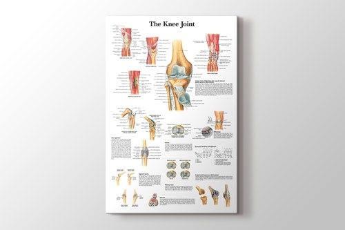 Picture of Knee Joint Chart