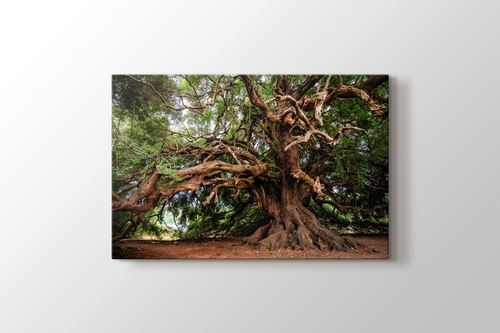 Picture of Big Tree