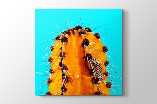 Picture of Orange Cactus