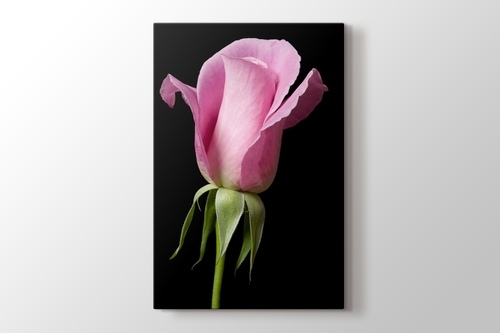 Picture of Pink Rose on Black