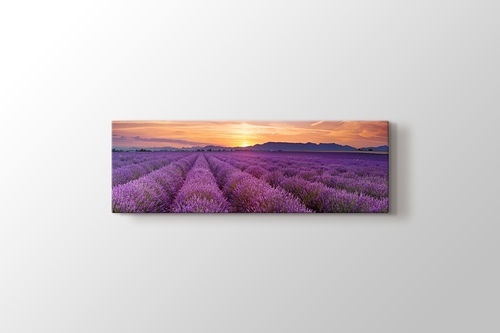 Picture of Lavender Field Panorama
