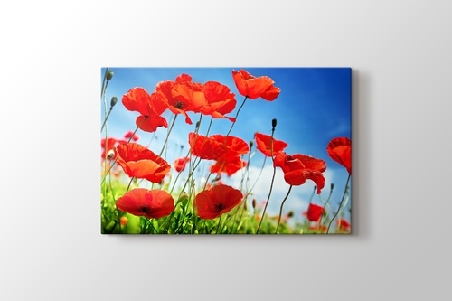 Picture of Poppies