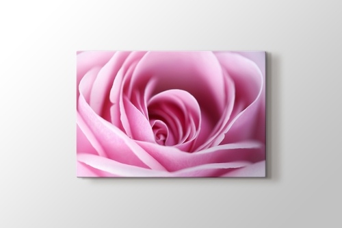 Picture of CloseUp Pink Rose