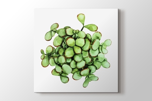 Picture of Cell Succulent