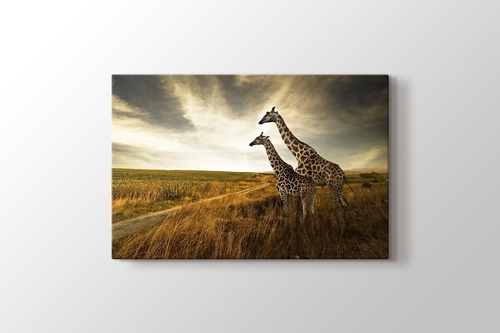 Picture of Giraffes