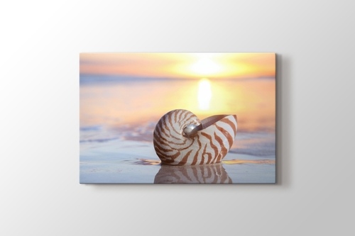 Picture of Sea Shell
