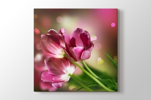 Picture of Pink Tulips