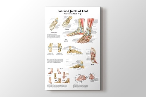 Picture of Foot and Joints of Foot Chart Anatomy and Pathology