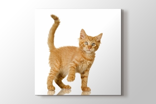 Picture of Tawny Cat