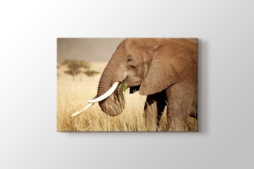 Picture of Elephant Eating