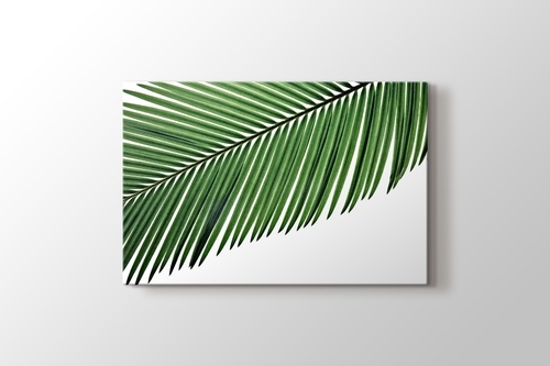 Picture of Palm Leaf