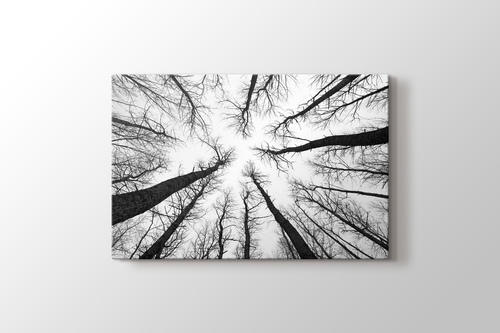 Picture of Long Trees