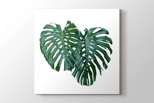 Picture of Monstera Leaves