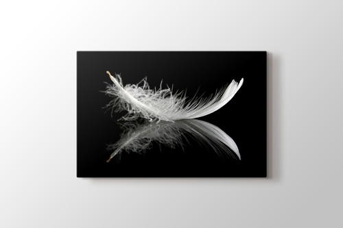 Picture of Feather on Black