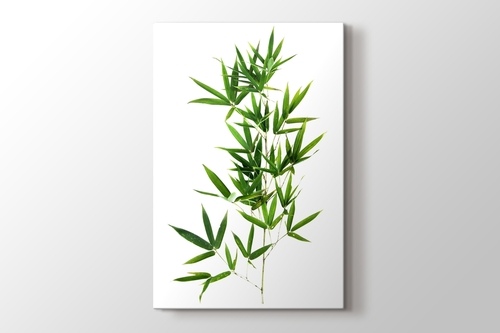 Picture of Bamboo Leaves