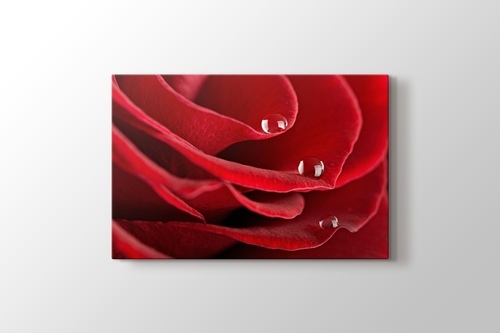 Picture of Red Rose Close Up