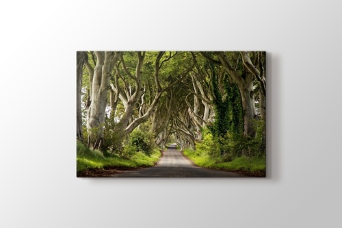 Picture of Forest Path